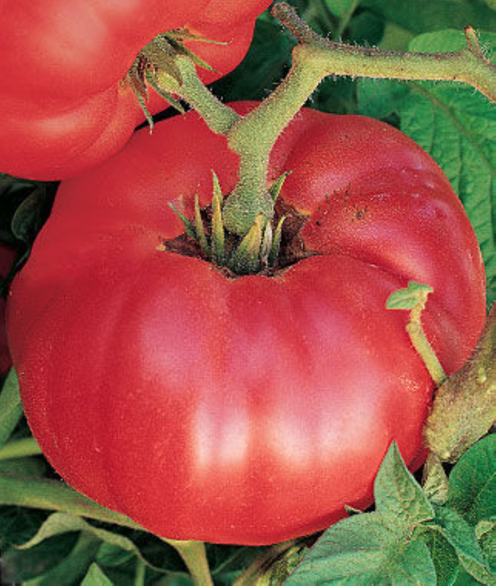 German Johnson Tomato Seeds - Pink/Red Beefsteak Heirloom +25 Seeds - Indeterminate 75 Days
