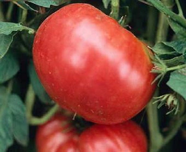 German Pink Tomato Seeds – Sunshine Seed Nursery