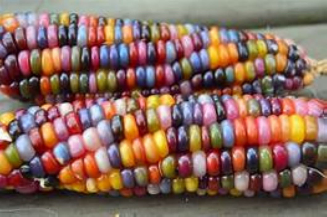 Glass Gem Corn