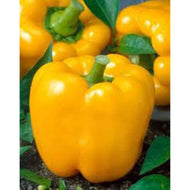 Golden California Wonder Sweet Pepper Seeds