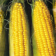 Golden Queen Corn Seeds