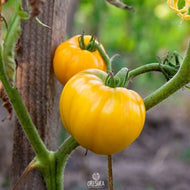 Golden Queen Tomato Seeds