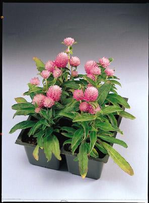 Gomphrena Gnome Pink Seeds