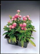Gomphrena Gnome Pink Seeds