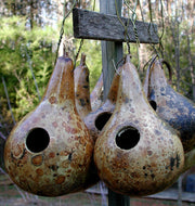 Birdhouse Gourd Seeds
