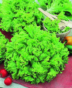 Grand Rapids Lettuce