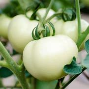 Great White Tomato Seeds