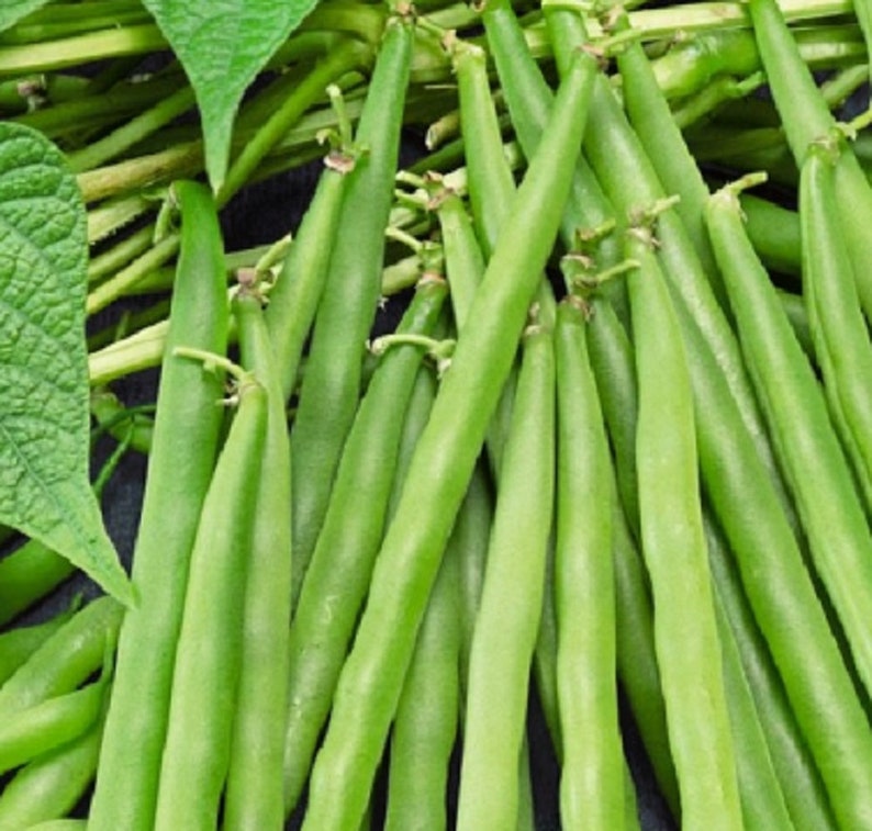 Green Crop Bush Bean Seeds