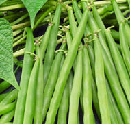 Green Crop Bush Bean Seeds