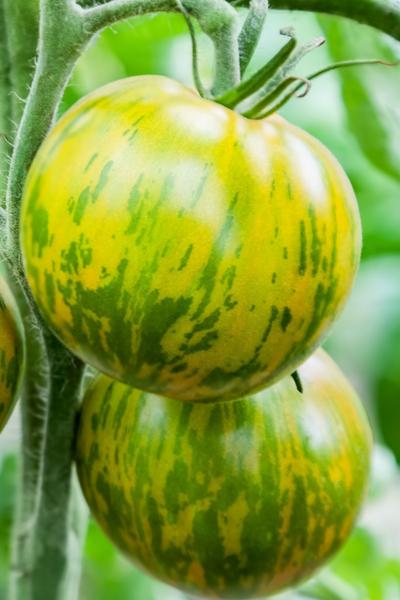Green Zebra Tomato Seeds