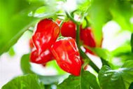 Habanero Caribbean Red Hot Pepper Seeds