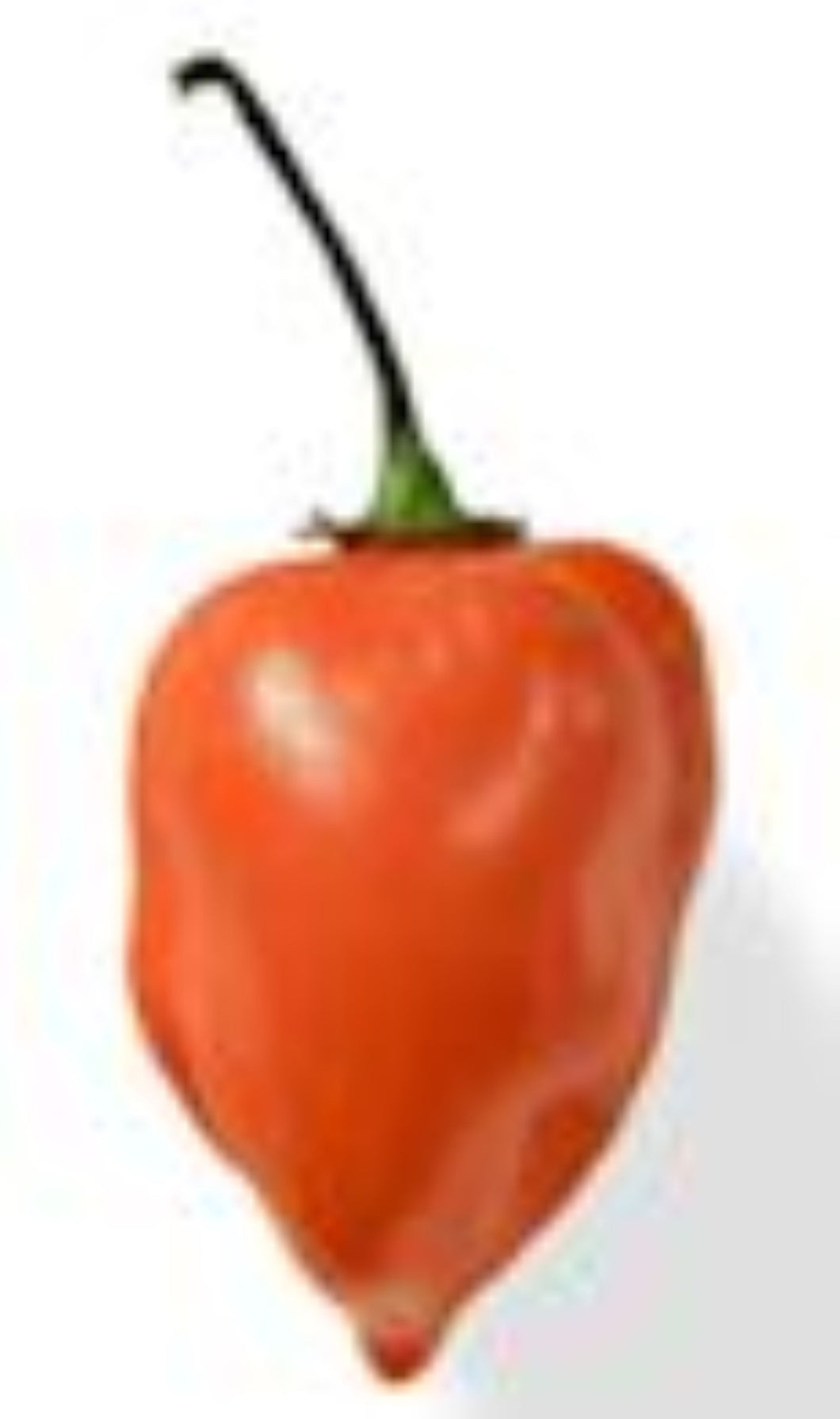 Habanero Orange Hot Pepper Seeds