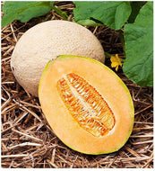 Hale's Best Cantaloupe