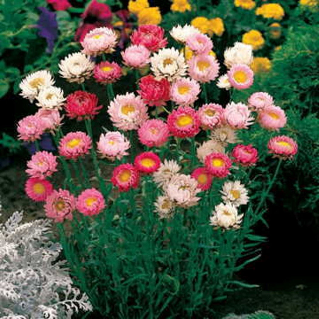 Helichrysum