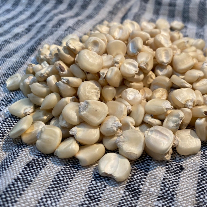 Hickory King White Corn Seeds