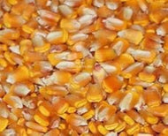 Hickory King Yellow Sweet Corn Seeds