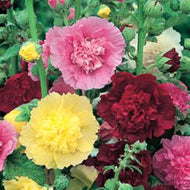 Hollyhock Flower Seeds