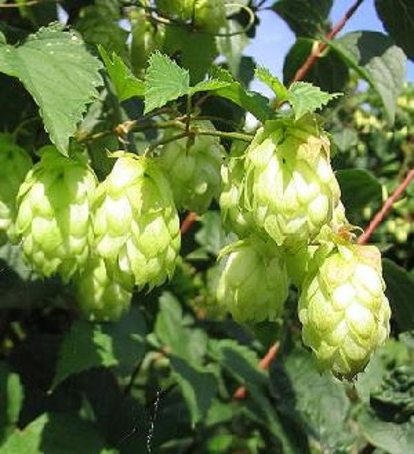 Hops Perennial Humulus lupulus Seeds