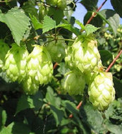 Hops Perennial Humulus lupulus Seeds