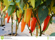 Hungarian Yellow Wax Hot Pepper Seeds