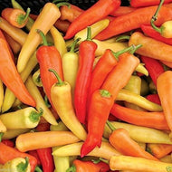Hungarian Yellow Wax Sweet Pepper Seeds