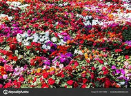 Impatiens