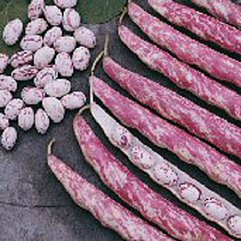 Improved Taylor Bush Bean Seeds