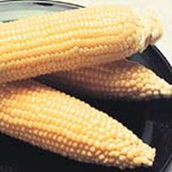 1/4 lb. Incredible Corn Seeds