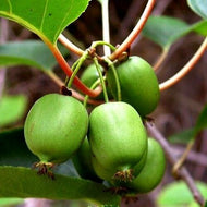 Kiwi Issai Seeds