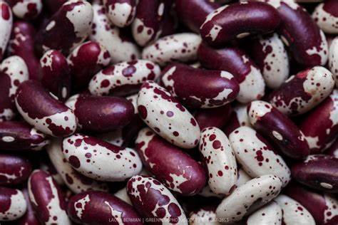 Jacobs Cattle Bush Bean Seeds