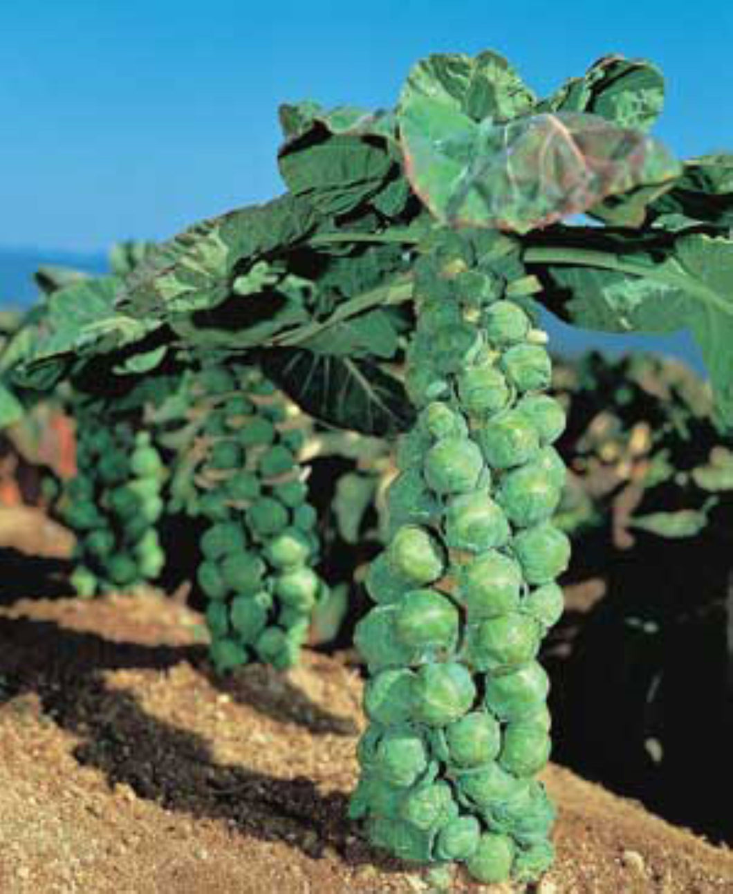 Jade Cross Brussel Sprouts Seeds