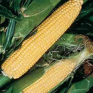 Jubilee Hybrid Sweet Corn Seeds