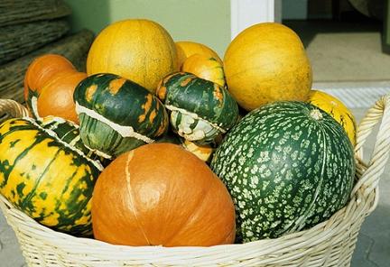 Large Ornamental Gourd Seeds
