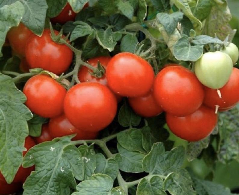 Large Red Cherry Tomato Seeds