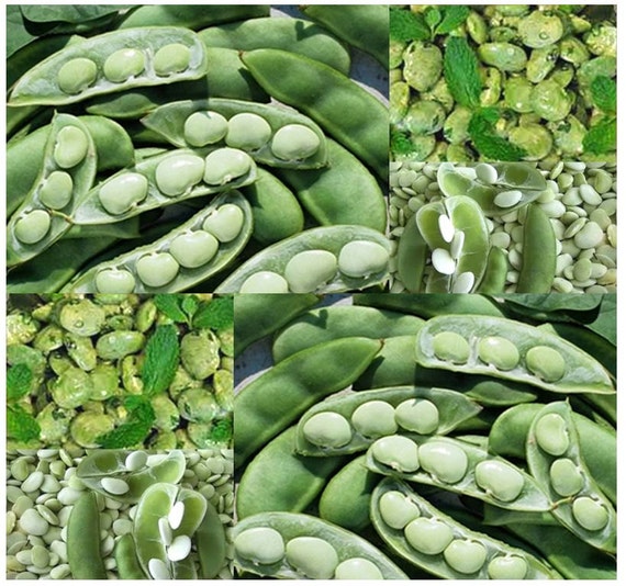 Lima Allgreen Bush Bean Seeds