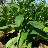 MD A30 Tobacco Seeds