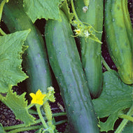 Marketmore Cucumber