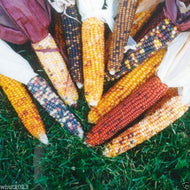 Mini Colored Popcorn Seeds