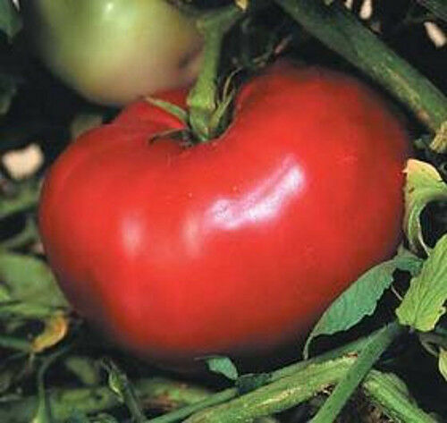 Mortgage Lifter Tomato Seeds
