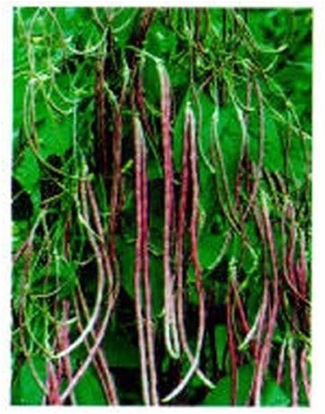 Mosaic Yard Long Bean Seeds