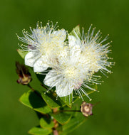 Myrtus Communis Seeds