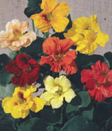 Nasturtium