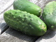 National Pickling Cucumber