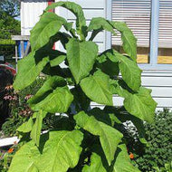 Ontario Bold Tobacco Seeds
