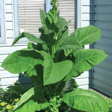 Ontario Light Tobacco Seeds