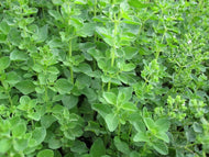 Oregano