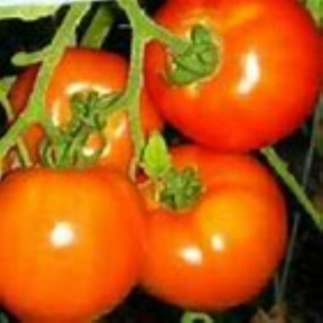 Oregon Spring Tomato Seeds