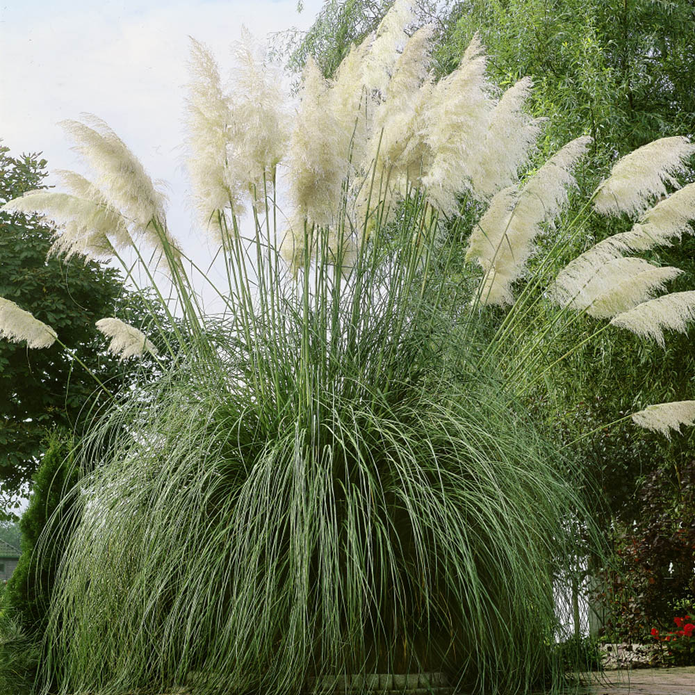 100 White Pampas Grass Seeds