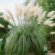 100 White Pampas Grass Seeds
