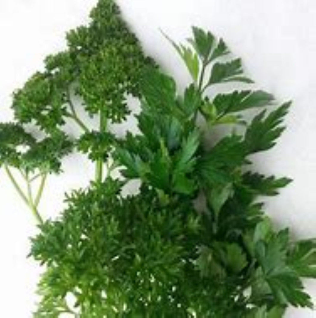 Plain Italian Parsley